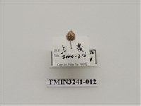 藏品(梵文菌瓢蟲)的圖片